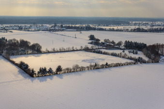 Koppel von Trakehner-Friedrich im Winter bei Schnee in Minfeld im Bundesland Rheinland-Pfalz, Deutschland
