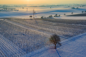 Weinreben im Winter bei Schnee in Dierbach im Bundesland Rheinland-Pfalz, Deutschland