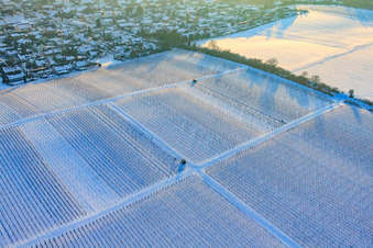 Winterarbeit in den Weinreben bei Schnee in Freckenfeld im Bundesland Rheinland-Pfalz, Deutschland