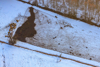 Rinderweide bei Schnee im Winter in Minfeld im Bundesland Rheinland-Pfalz, Deutschland