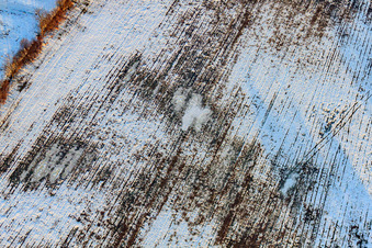 Acker bei Schnee im Winter in Minfeld im Bundesland Rheinland-Pfalz, Deutschland