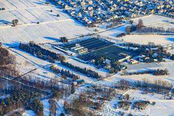 Geranien-Endisch bei Schnee im Winter in Hagenbach im Bundesland Rheinland-Pfalz, Deutschland
