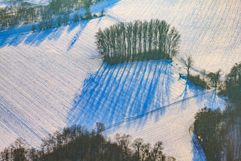 Kahles Wäldchen auf Acker bei Schnee im Winter in Berg im Bundesland Rheinland-Pfalz, Deutschland