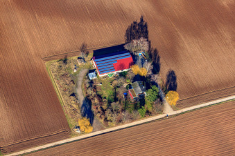 Binsenhof in Zeiskam im Bundesland Rheinland-Pfalz, Deutschland