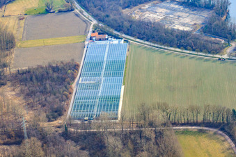 Gärtnerei im Ortsteil Sondernheim in Germersheim im Bundesland Rheinland-Pfalz, Deutschland