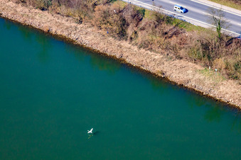 Fliegender Schwan über dem Neckar im Ortsteil Neckarwimmersbach in Eberbach im Bundesland Baden-Württemberg, Deutschland