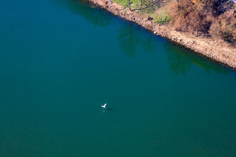 Luftbild von Fliegender Schwan über dem Neckar im Ortsteil Neckarwimmersbach in Eberbach im Bundesland Baden-Württemberg, Deutschland