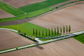 Baumreihe an einer Landstraße an einem Feldrand in Seebach in Alsace-Champagne-Ardenne-Lorraine im Ortsteil Altenstadt in Wissembourg im Bundesland Bas-Rhin, Frankreich