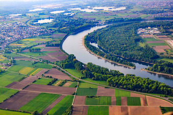 Altlußheimer Altrhein an der Speyerer Rheinkurve im Bundesland Rheinland-Pfalz, Deutschland