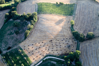 Bäume auf einem Feld Feld in in Marche in Pergola im Bundesland Pesaro und Urbino, Italien