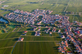 Dorf - Ansicht am Rande von landwirtschaftlichen Feldern und Nutzflächen in Kirrweiler (Pfalz) im Bundesland Rheinland-Pfalz, Deutschland aus der Luft