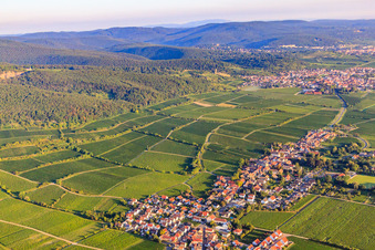 Weinlagen Jesuitenmantel und Forster Pechstein am Haardtrand des Pfälzerwalds im Morgenlicht in Forst an der Weinstraße im Bundesland Rheinland-Pfalz, Deutschland
