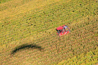 Vollernte bei der Weinlese in Niederotterbach im Bundesland Rheinland-Pfalz, Deutschland