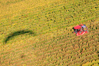 Luftbild von Vollernte bei der Weinlese in Niederotterbach im Bundesland Rheinland-Pfalz, Deutschland
