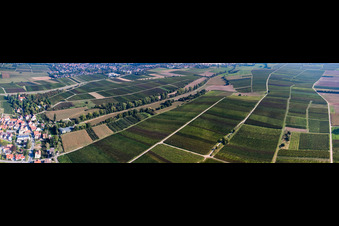 Weinberge zwischen Birnbach und Schleidgraben in Landau in der Pfalz im Bundesland Rheinland-Pfalz, Deutschland