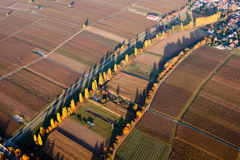 Herbstliche Baumreihe in den Rebbergen zwischen Walsheim und Knöringen im Bundesland Rheinland-Pfalz, Deutschland