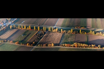 Luftbild von Panorama Perspektive Herbstlich gefärbter Pappel-Baumreihen an einer Landstraße an einem Bach in Roschbach im Bundesland Rheinland-Pfalz, Deutschland