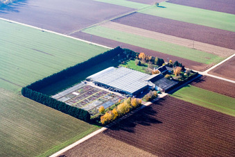 Sudetenhof in Steinweiler im Bundesland Rheinland-Pfalz, Deutschland von einer Drohne aus