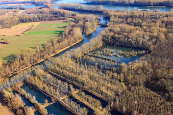Vom Rheinhochwasser überflutete Rheinauen in Hördt im Bundesland Rheinland-Pfalz, Deutschland