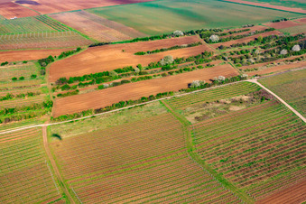 Beim Goldbergbrunnen im Ortsteil Dalsheim in Flörsheim-Dalsheim im Bundesland Rheinland-Pfalz, Deutschland