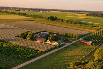 Spargel und Obsthof Gensheimer in Steinweiler im Bundesland Rheinland-Pfalz, Deutschland aus der Luft