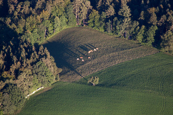 Weide mit den guten Odenwälder Milchkühen im Ortsteil Siedelsbrunn in Wald-Michelbach im Bundesland Hessen, Deutschland