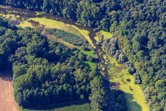 Michelsbach in den Altrheinauen im Ortsteil Sondernheim in Germersheim im Bundesland Rheinland-Pfalz, Deutschland