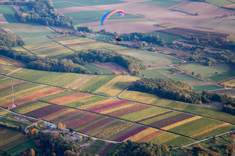 Felder einer Weinbergs- Landschaft mit Gleitschirm in Klingenmünster im Bundesland Rheinland-Pfalz, Deutschland