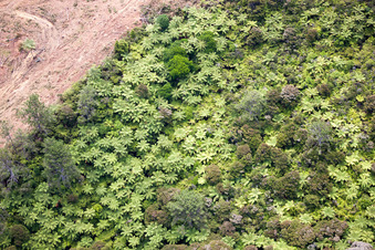 Luftbild von Ortsteil Preece Point in Coromandel im Bundesland Waikato, Neuseeland