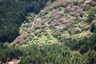 Schrägluftbild von Ortsteil Preece Point in Coromandel im Bundesland Waikato, Neuseeland