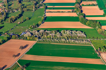 TSV Venningen-Fischlingen 1913 e.V im Bundesland Rheinland-Pfalz, Deutschland