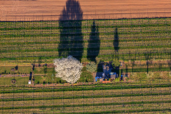 Gartengrundstück mit blühendem Kirchsbaum zwiscen Weinrebzeilen in Großfischlingen im Bundesland Rheinland-Pfalz, Deutschland