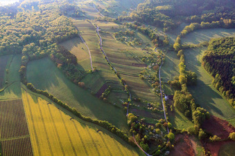 Weinberge im Kraichgau am Efeldrichwald in Sulzfeld im Bundesland Baden-Württemberg, Deutschland
