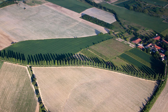 Baumreihe an einem Feldrand bei Hohenwettersbach in Karlsruhe im Bundesland Baden-Württemberg, Deutschland