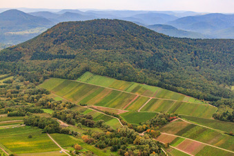 Weinberge unterm Hohenberg in Birkweiler im Bundesland Rheinland-Pfalz, Deutschland