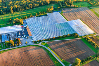 Luftbild von Geänchshäuser der Rudolf Sinn Jungpflanzen GmbH & Co. KG im Ortsteil Niederlustadt in Lustadt im Bundesland Rheinland-Pfalz, Deutschland