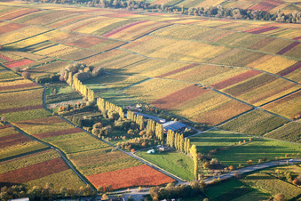 Herbstliche Baumreihe im Tal der Aalmühle zwischen Weinbergen in Ilbesheim bei Landau in der Pfalz im Bundesland Rheinland-Pfalz, Deutschland
