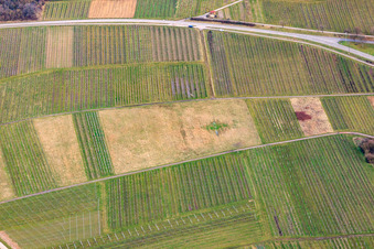 Gerodeter Weinberg in Ilbesheim bei Landau im Bundesland Rheinland-Pfalz, Deutschland