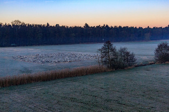 Neugraben in der Otterbachniederung im Morgendunst in Freckenfeld im Bundesland Rheinland-Pfalz, Deutschland von oben