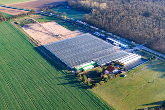 Gewächshäuser von Fehmel Gemüse im Ortsteil Dreihof in Essingen im Bundesland Rheinland-Pfalz, Deutschland