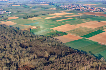 Waldrand am Hofgraben im Ortsteil Dreihof in Essingen im Bundesland Rheinland-Pfalz, Deutschland