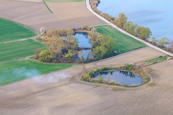 Luftbild von Angelweiher am Altrhein bei Neupotz in Jockgrim im Bundesland Rheinland-Pfalz, Deutschland
