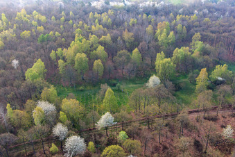 Weiss blühende Bäume im Wald in Sulzdorf an der Lederhecke im Bundesland Bayern, Deutschland