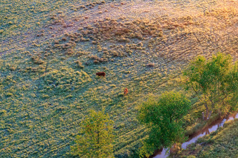 Weidende Rinder im Naturschutzgebiet Billigheimer Bruch im Ortsteil Mühlhofen in Billigheim-Ingenheim im Bundesland Rheinland-Pfalz, Deutschland