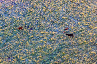 Luftaufnahme von Weidende Rinder im Naturschutzgebiet Billigheimer Bruch im Ortsteil Mühlhofen in Billigheim-Ingenheim im Bundesland Rheinland-Pfalz, Deutschland