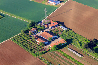 Luftaufnahme von Dorfmarkt Schoßberghof von Michael Groß Landwirtschaft in Minfeld im Bundesland Rheinland-Pfalz, Deutschland