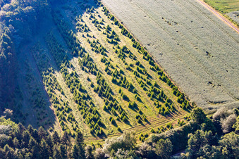 Weihnachtsbaumplantage in Lauenförde im Bundesland Niedersachsen, Deutschland