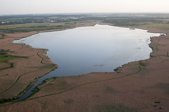 Verschilfte Uferbereiche am Seegebiet des Federsee im Ortsteil Kappel in Oggelshausen in Bad Buchau im Bundesland Baden-Württemberg, Deutschland