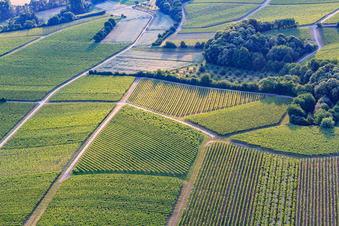 Geometrisch angelegte Weinberge im Morgenlicht im Ortsteil Klingen in Heuchelheim-Klingen im Bundesland Rheinland-Pfalz, Deutschland