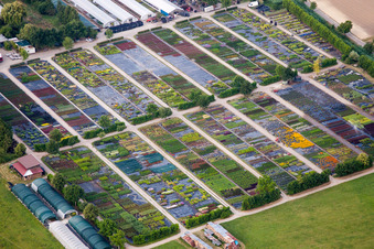 Staudengärtnerei Kaiserstühler Staudenhof Gerhard Menton-Enderlin in Eichstetten am Kaiserstuhl im Bundesland Baden-Württemberg, Deutschland